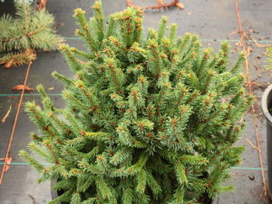 This dwarf spruce was found as a witch's broom. Its blue-green needles are fairly short and its slow-growth rate makes it a nice rock garden plant.