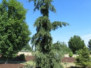 An extremely narrow weeping tree, this Norway spruce stays less than 2' wide when 10' tall, and it does not require staking. Shaped like a cylindrical fountain, the trees branches with blue-green needles suggest water neatly cascading until it hits the ground.