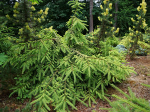 Light-yellow color on this Norway spruce gives it a colorful glow throughout the year. Found as a result of crossing 'Acrocona' and 'Gold Drift' by Bob Fincham.