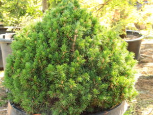 A very dense, compact pyramid-shaped spruce with dark-green, congested foliage and varied needle length.