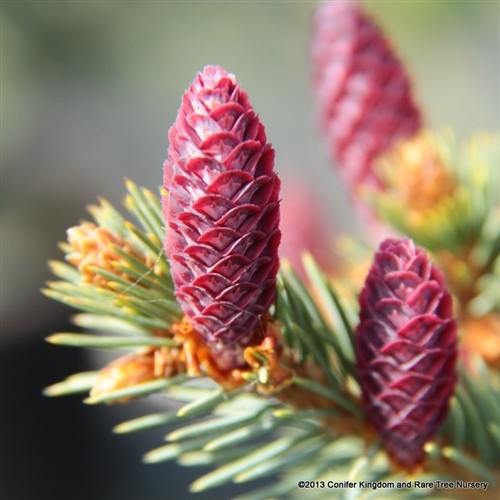 New growth hangs, making the otherwise upright plant appear to have weeping tertiary branches. The growth stiffens by summer. Purple-red cones in spring. Most would confuse this for an unusual Picea pungens.