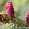 New growth hangs, making the otherwise upright plant appear to have weeping tertiary branches. The growth stiffens by summer. Purple-red cones in spring. Most would confuse this for an unusual Picea pungens.