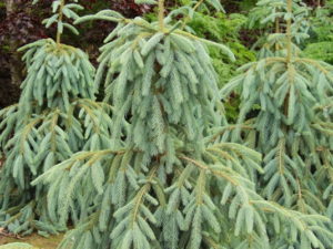 This fast-growing conifer has powder-blue needles on branches that weep down from the main, upright leader. A very soft-textured conifer which makes a great specimen plant.