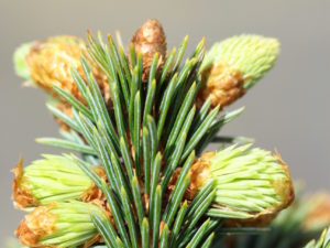 This slow-growing spruce has very short needles and profuse buds on a rather tight growing bun.