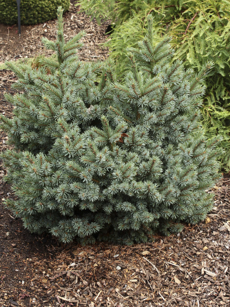 Rich, blue foliage has silvery stripes, giving a wonderful sheen to this semi-globose dwarf. Prominent orange-brown buds add wonderful contrast to the foliage. A remarkable plant that really stands out in any landscape.