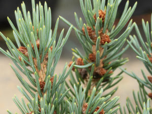 This very compact, miniature spruce has bright blue foliage. An introduction from Jerry Morris.