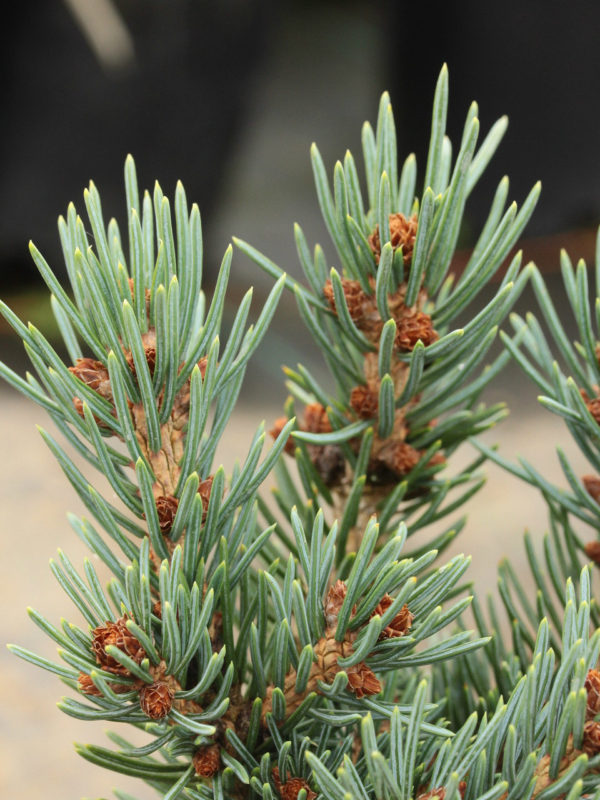This very compact, miniature spruce has bright blue foliage. An introduction from Jerry Morris.