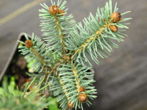 This compact Engelmann spruce has bright blue foliage and prominent orange-brown buds. It will form a wide disc shape as it matures, giving it a delightful shape and color, fitting even in smaller gardens.