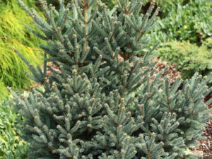 A broad pyramid with blue-green needles. Very small needles and dense branching produces a very tight attractive form. Excellent hardiness. Was found at Coenosium Gardens when they were located in Aurora, Oregon (Mitsch Nursery) as a sport on a Picea glauca 'Echiniformis'. Also incorrectly considered a cultivar of Black Spruce, Picea mariana 'Blue Teardrop'.