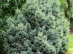 This upright-growing, dwarf conifer has bright blue-green foliage. Its dense habit will eventually form multiple leaders, giving a thick but compact appearance to this cultivar. Found as a witch's broom by Greg Williams.