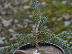 A new weeping variety of White Spruce found by Edwin Smits. Seems to have an irregular, pendulous form with blue-green foliage.