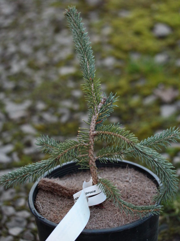 A new weeping variety of White Spruce found by Edwin Smits. Seems to have an irregular, pendulous form with blue-green foliage.