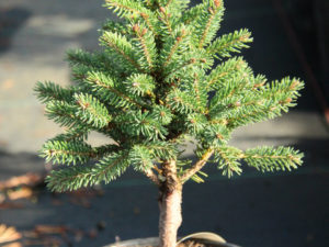 A dwarf spruce found by Gary Gee &Bill Barger