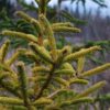 A golden-yellow spruce that was found growing in the wild by Mike &Cheryl Davison. It grows in a pyramid shape with a growth rate slightly slower than the species.