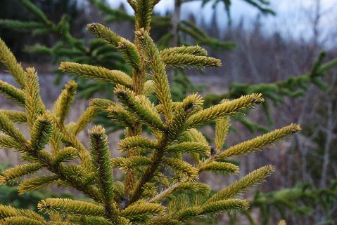 A golden-yellow spruce that was found growing in the wild by Mike &Cheryl Davison. It grows in a pyramid shape with a growth rate slightly slower than the species.