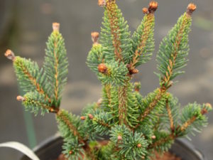 This miniature spruce has short and thin, light-green needles. It was found as a witch's broom on a witch's broom on an old cultivar named 'Monstrosa', giving this plant its name.