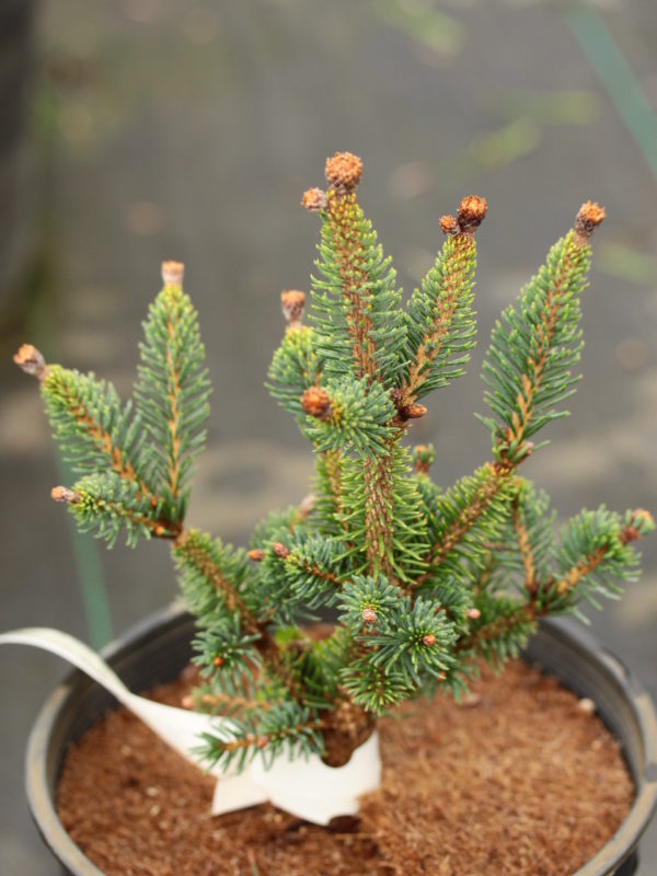 This miniature spruce has short and thin, light-green needles. It was found as a witch's broom on a witch's broom on an old cultivar named 'Monstrosa', giving this plant its name.