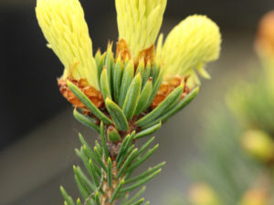 A pyramidal spruce with green needles most of the year, except in spring when new growth bursts forth with creamy golden-yellow coloration. This variety heralds the arrival of spring by being one of the first to break bud!