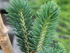 This dwarf spruce originated as a witch's broom and has short, grayish-blue needles on a very slow-growing plant. Originally mistakenly thought to be a variety of Picea likiangensis var. balfouriana.