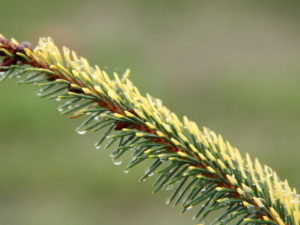 The small blue needles of this black spruce develop a golden cast where the sun hits them. The unique variegation accentuates the horizontal branches and virtually shines in the winter landscape. The upright trees summer color--golden-blue--is spectacular!
