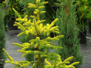 The needles of this narrow conical Serbian spruce start out yellow-green but gradually change to blue and green producing a mix of shades of gold, blue and green. To assure the most vibrant gold, we take cuttings only from stock plants that are very yellow. Many other nurseries offer ‘Aurea’ that are not nearly as bright.