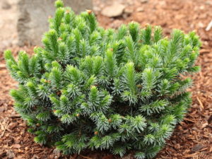 This compact spruce was found as a witch's broom on 'Berliner's Weeping'. It has the same foliage of dark-green with silver-blue undersides but a much slower growth rate. It's too soon to tell if it will also weep like it's parent, but a delightful cultivar nonetheless!