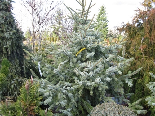 A relatively new introduction, this broadly conical, upright Serbian spruce has excellent color: outstanding light blue foliage with silvery-blue undersides. Our 8' tall stock plant is about 8' wide at its base.
