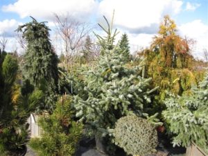 A relatively new introduction, this broadly conical, upright Serbian spruce has excellent color: outstanding light blue foliage with silvery-blue undersides. Our 8' tall stock plant is about 8' wide at its base.
