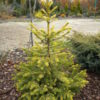 This bright-gold spruce has a very intense color that is a great improvement over the much more common and larger-growing 'Aurea'. It is a new selection from Poland.