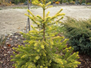 This bright-gold spruce has a very intense color that is a great improvement over the much more common and larger-growing 'Aurea'. It is a new selection from Poland.