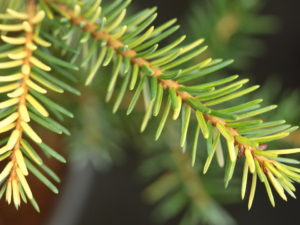 A compact, globose spruce with incredible two-tone foliage. Originally found as a witch's broom in the Czech Republic.