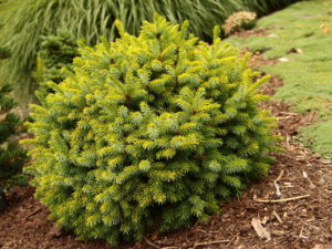 A dwarf globose form with golden-highlighted blue-green needles. The golden color is phenomenal, as is the compact size. As it matures, it becomes more pyramidal. It was found as a sport on a Picea omorika 'Nana' at Vergeldt Nursery, The Netherlands. Also known as 'Tijn.'