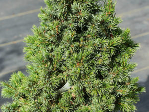 Thick, clumpy foliage on this dwarf spruce is a glossy, dark-green color. The arrangement of the needles allows the silvery-blue undersides to be seen. This pyramidal, dwarf conifer develops into a dwarf, compact tree with age.