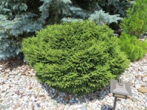 Short, dark green needles and a compact habit keep this dwarf, globose spruce tidy. It grows slowly into a roughly 3' ball in 10 years.
