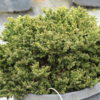 A miniature to dwarf variety with tiny glossy dark green needles. Typically grows 1" a year! Makes a flat bun shape. Perfect for a rock garden or small railroad display. Also sold as 'Mount Vernon.'
