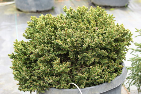 A miniature to dwarf variety with tiny glossy dark green needles. Typically grows 1" a year! Makes a flat bun shape. Perfect for a rock garden or small railroad display. Also sold as 'Mount Vernon.'