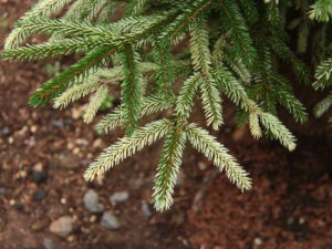 A dwarf variety with unique coloring that excels in the shade. In the shade, the needles have creamy-white tips contrasting the dark green interior foliage. An incredible color year-round, one of our favorites! Some nurseries have changed the name or sell it as 'Sulphur Flush' - we have another Picea orientalis cultivar with that name similar to 'Aureospicata' but is slower growing and has sulphur-yellow spring foliage. The cream needle tips can burn in full sun, so we strictly recommend using this plant in partial to nearly full shade.