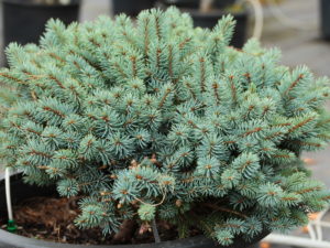 This dense, mounding blue spruce has a very slow growth rate, making it an ideal rock graden plant with a fabulous color!