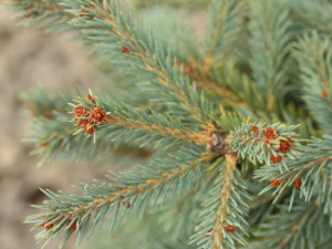 A broad conical form with blue-green foliage. Lighter color new growth looks like hanging fingers, extremely unique for a Colorado spruce. Discovered by Richard Haslebacher of Woods Creek Horticultural, LLC. as a chance seedling.