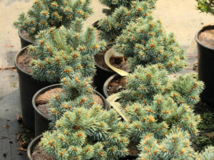 This dense, globose spruce has beautiful bright blue foliage and prominent, orange-brown buds. A lovely addition to a rock garden or other dwarf conifer landscape.