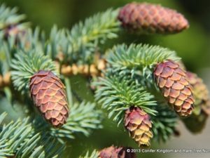Bright blue foliage is accented by numerous cones at the branch tips. Cones emerge a reddish color, fading to brown by late spring.