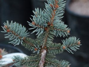 A slow-growing, somewhat pyramidal form of Colorado spruce with a nice blue-green color.