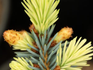 Cream-colored new growth makes this upright, pyramidal spruce colorful in the spring, while rich, blue-green foliage in summer and winter give it color the rest of the year. A fairly slow-growing, beautiful selection from Europe!