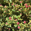 Ruby Teardrops is among the most blue of the dwarf Colorado spruces, but the color display is even more spectacular when dozens of ruby-red cones emerge from each branch tip in spring even on young plants!