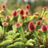 Ruby Teardrops is among the most blue of the dwarf Colorado spruces, but the color display is even more spectacular when dozens of ruby-red cones emerge from each branch tip in spring even on young plants!