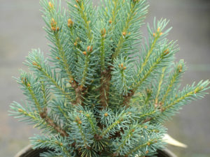 This compact spruce has a very unique appearance with very symmetrical branches ascending to form a teardrop shape. The dwarf growth habit is preserved by propagating from cuttings rather than grafting, making this blue spruce a very unique and uncommon selection.