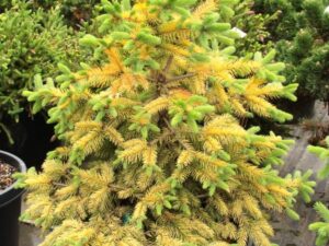 A dwarf golden form found by Larry Stanley of Stanley & Sons Nursery in Boring, OR. Is brighter than Picea pungens 'Aurea' and does not burn in full sun.