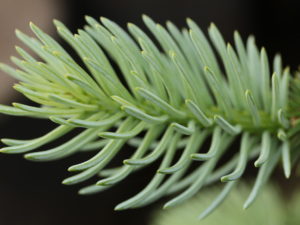 Sprarse, irregularly-spreading branches with blue-green needles form a low, spreading dwarf spruce with thick needles.