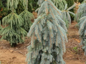 Bright, silver-blue needles borne on cascading branches give this weeping tree a graceful appearance and beautiful color. Young plants can be left un-staked to form a rambling, almost ground-covering plant.