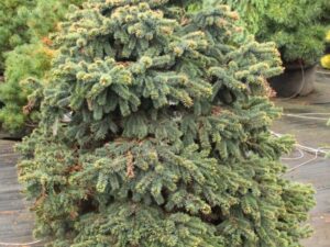This low-growing spruce has blue-green foliage and a compact, mounding habit. If rooted from cuttings, it grows much more slowly; when grafted, it tends to be semi-upright.